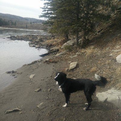 4Derelicts's profile picture. Ex welder, commercial diver, and research scientist. 
 Engineer/entrepreneur, but a dog at heart.  Reposts do not imply agreement w/ post reposted.