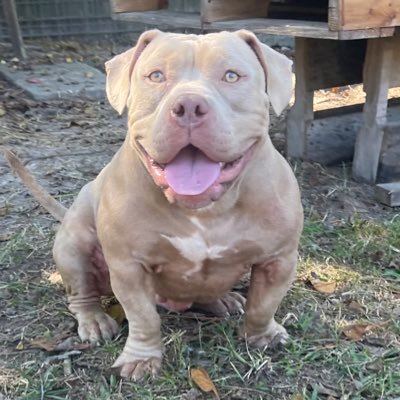 DKGameShow's profile picture. RAILROAD WORK pay the bills, American Bully breeder 20years, the SAINTS & then Football... before all this- don't eff with my family!