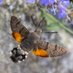 Wombourne Nature (@wombournenature) Twitter profile photo Wombourne Nature (@wombournenature) Twitter profile photo