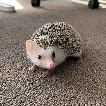 hogholding's profile picture. 