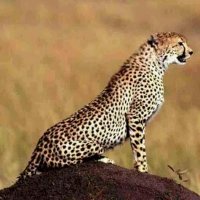 فارس عدن (@adeny3611291) Twitter profile photo