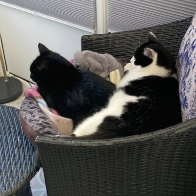 Brothers rescued from #cramarcatsanctuary Troy is also known as Little Snortings (due to his unique purr) & Mr. Tibbs #blackcatsoftwitter #blackandwhitecats