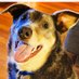 MojoTheKelpie (@MojoTheKelpie) Twitter profile photo