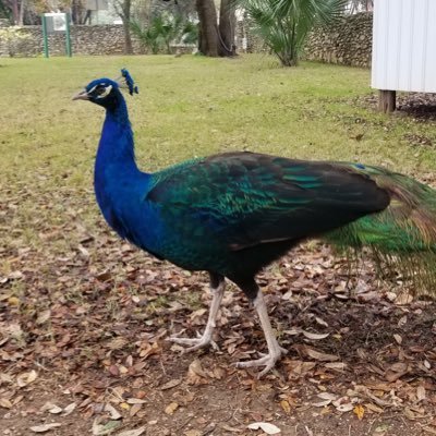Don’t have $100M AUM. Not a Business Owner. Don’t have a big Peacock. Yet I Am Literate.