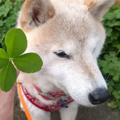 hozhoz_k's profile picture. 競争馬 引退馬🤍推しを全力で応援
/白毛一族芦毛/ｿﾀﾞｼ/ﾔｯｺ/ｱｵﾗｷ/ｵｼﾞｭｳ/ﾊﾟﾝｻ他
/ｺﾞｰﾙﾄﾞｼｯﾌﾟ/ｵﾙﾌｪ/ｸﾛﾌﾈ/ｴﾋﾟﾌｧ産駒
🐶😺Sports🏃‍♀️
写真は https://t.co/QNerXIg3mJ  無断転載ご遠慮ください.
iconは愛犬もも🐶DMM