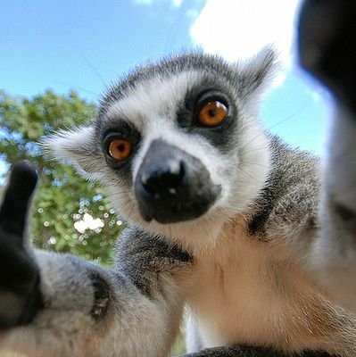 The jungle's local lemur and aspiring cowboy
(Support @DukeLemurCenter @Lemurreserve @LemurNetwork @Lemur_Love)