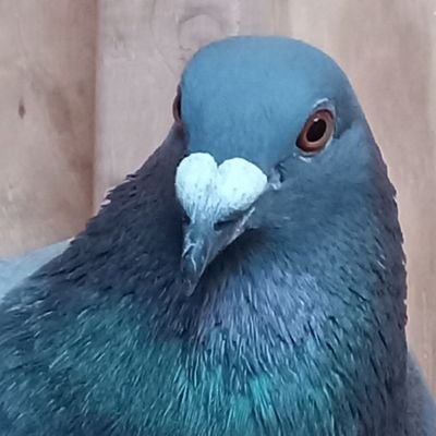 pigeon_chief Profile Picture