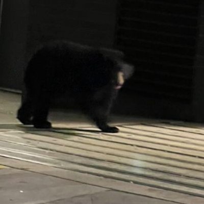 NoVA's Next Great Bear, looking for honey or good garbage, DMs always open