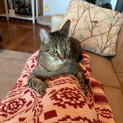 Nomila204's profile picture. 