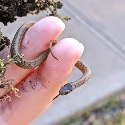 spankymonty's profile picture. Spencer/23/he/they/poly trans queer
grandpa friend to the gays