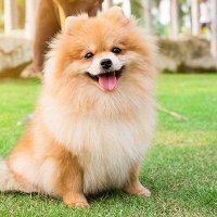 Huynh (@huynhbl11) 's Twitter Profile