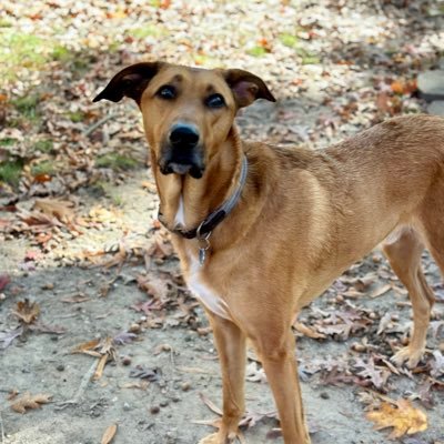 Free-spirited, havoc-causing hound dog🐶 I like long walks to the park, lots of snuggles and chewing on my mom’s underwear. #LoverOfSquirrels #DogsForEquality