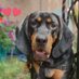 Finnegan (Finn)🐕🇨🇦 (@finneganfinn1) Twitter profile photo Finnegan (Finn)🐕🇨🇦 (@finneganfinn1) Twitter profile photo