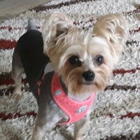Drema Pyles (@dremapyles) 's Twitter Profile