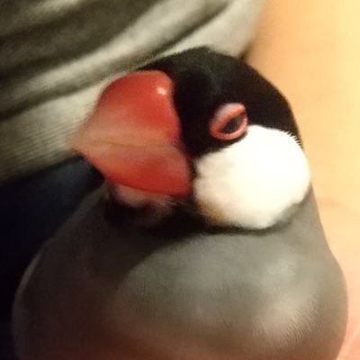 shonaiobako's profile picture. 趣味:文鳥、低山歩き、森林浴、銭湯、温泉、目的のないサイクリング、節約。