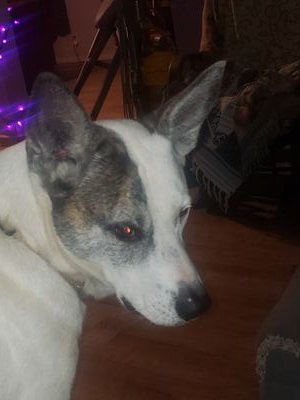 Nonya49809467's profile picture. Republican to the bone! More far right than center. GOD, Family, Country. CANNOT STAND THE LEFT, Anti LGBTQ. Pro gun, pro free speech, pro life, pro dog!🚫pits