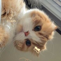 ki²³ (@studykkki) 's Twitter Profile