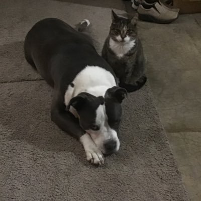 Cindyta16016742's profile picture. mega,MAGA,republican.