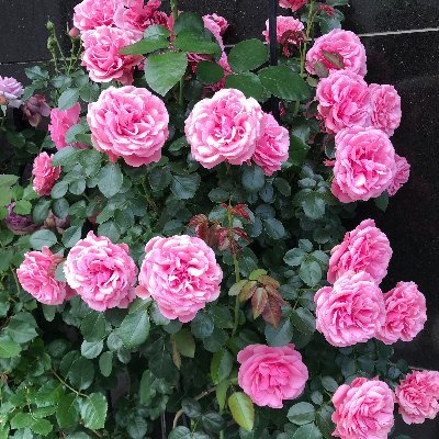 Cherrykaori's profile picture. ガーデニング  YOGA 
ILYs　hyphen