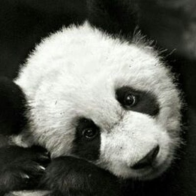 SahanUdana3's profile picture. 