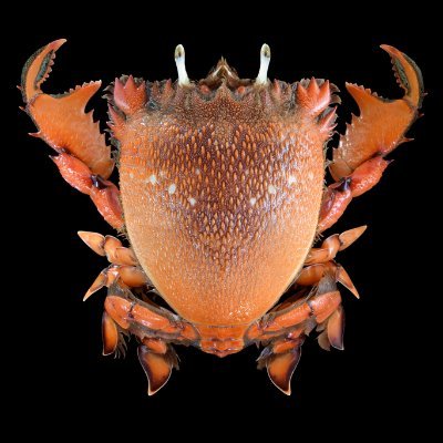 Intimidation Crab ⋆ Defeated Version