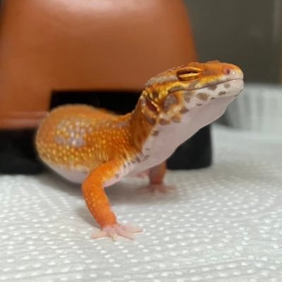 ねると重ねる物語🦎発信専用なのでフォロバごめんなさい🙏レオパ21、ニシアフ2、ニホンヤモリ1、クレス1、フトアゴ1、アオジタ1、アオダイショウ1、ボールパイソン1。中の人は音声配信者。 #レオパのねる