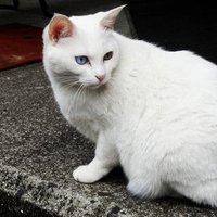 An(💙,🧡) | lunachan.bnb (Merlin🔮🧙) (@an88513535) 's Twitter Profile