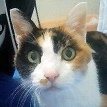 junwakabayashi2's profile picture. ラグビー好き・🇿🇦🇯🇵🏴󠁧󠁢󠁳󠁣󠁴󠁿,静岡BR,神戸S,東芝BL,Kwagga Smith,山下裕史,谷口和洋,R.マイケル,水間AC 🇿🇦R.Vanheerden,A.Smith,KLA 🏴󠁧󠁢󠁳󠁣󠁴󠁿WP Nel,P.Schoeman,D.Graham,A.Christie