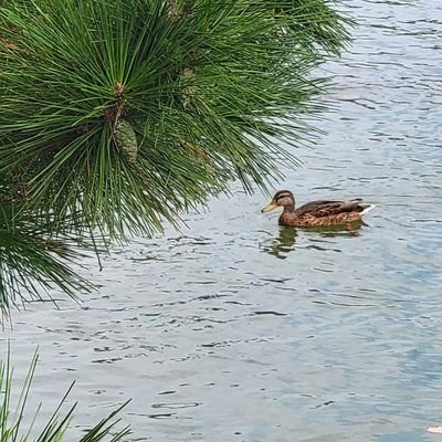 _____sekihal___'s profile picture. 色々とこじれて捻れてひっくり返っている犬
