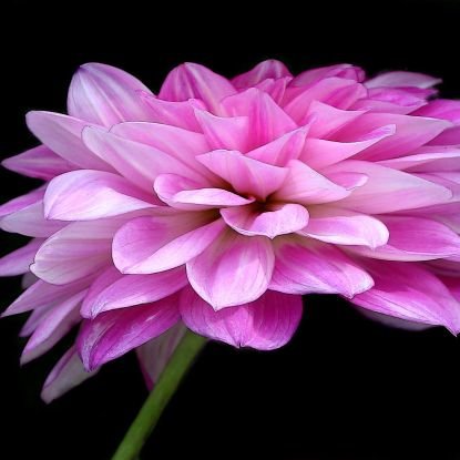 sakesis's profile picture. 