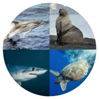 Marine MegaFauna UB(@MarMegaFaunaUB) 's Twitter Profile Photo