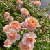 @samiee_556