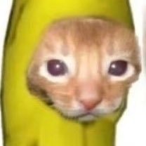 saradairy03's profile picture. بس بس مياو