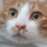 유밀과 (@yumilgwaa) 's Twitter Profile Photo