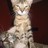 kriva_BLR's profile image