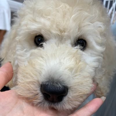 チワワのぶん太8歳♂マルプープーのこむぎ2歳♀スタンダードプードルのもんじゃ7ヶ月♂🐶 日常と成長記録✨犬好きさんと繋がりたいです✨