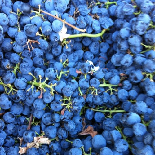 FabioMantero's profile picture. 