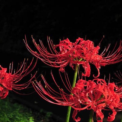 Casull_Machine's profile picture. 基本見るだけです。