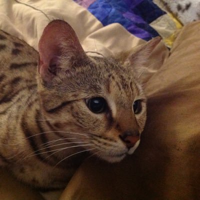 3 SavannahCats. 🙀 Wash⚾️Cationals. Mewish. ✡️ NO LISTS. Democat. Purrsistance. Be kind. #TikkunOlam Bluesky: @momcat insta: @PikaSnix