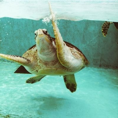 maimui13's profile picture. 相馬市に産まれいわき市で育った生粋の浜の女
娘さん達用にお菓子作り、パン作りに励んでいる人
#検索で作り方を真似させてもらいます！
写真撮るの下手くそ選手権