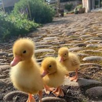 MclarenA (@supa2020a) 's Twitter Profile