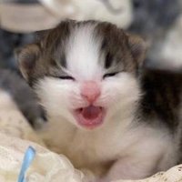 とらのすけ（Toranosuke）FIP静養中 (@tamachia2) 's Twitter Profile Photo