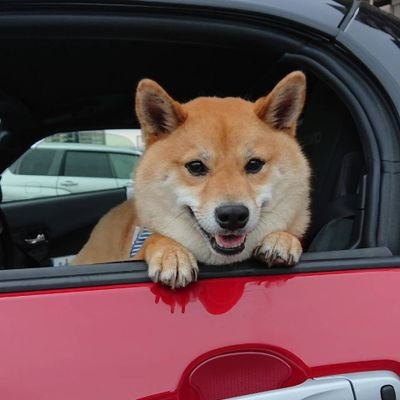 もみじ🍁🐕️♂️
2019年10月30日生
🐕️名前は漫画のフルーツバスケットから娘がつけました🍁🐕️ベジタリアンでヒューマン🚶みんな🐶🐰🐴🐱🐥友達😆🐾😆🐾😆19年の間にウサギ🐇4羽(娘)と暮らし、4羽ともお空🏳️🌈へと旅立ちました🥺
友達になってワン🐕️