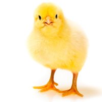 chickenpie (@chickenpie) 's Twitter Profile