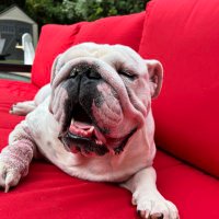 RJ (@rjiconoclast) 's Twitter Profile