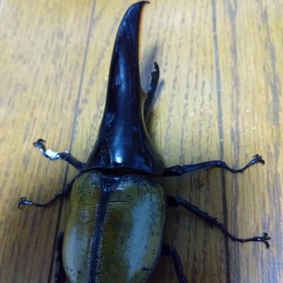 ym1006ef's profile picture. ヘラクレス極太短角メテオ、リッキー、エクトリアヌス、ケンタウルス、ギアスポリオン、ギアスルンバッシャー、エレファス、オキシデンタレ、ノゲイラ、マルス、パチェコ、ラミレス、極太レックス、ゴロファポルテリ、サタン、ネプチューン、スマトラ、ゴライアスゴリアテス飼育してます。