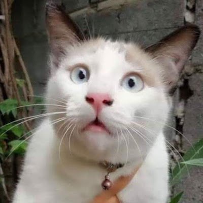 bncthulinh's profile picture. 