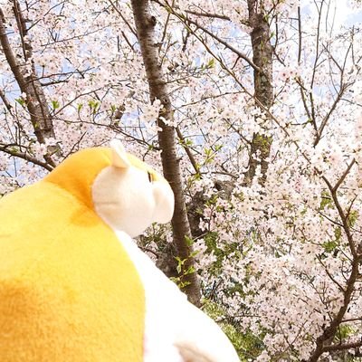 yuki__csslp's profile picture. カフェパレP(アスラン担)   金カム     呪術     DC                        
                                                                                      
20↑