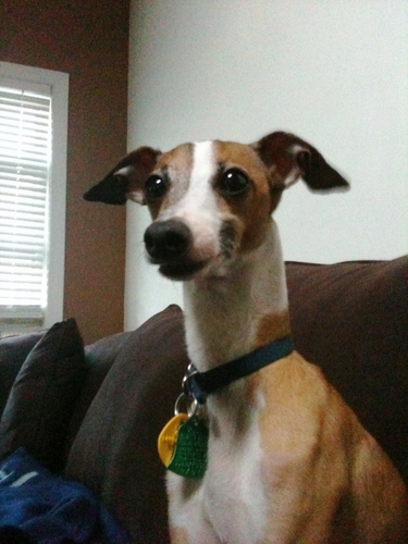 I'm a transportation geek and I have a cute dog.