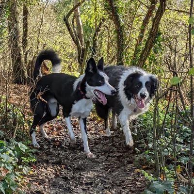 we are dogs!
(Leela - 10yo Sprollie, Bones - 2yo Collie)